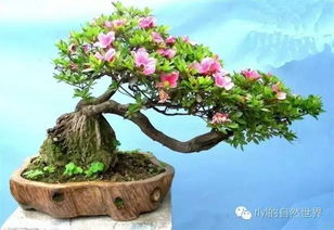 那些获了奖的盆景......