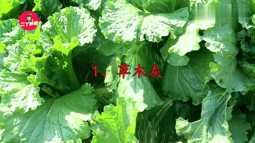 想要白菜长得又白又大,只需地里扔点它,不生虫产量还高