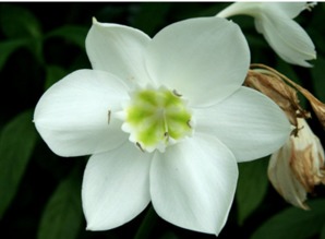 水仙花有毒吗 水仙花能放在卧室吗