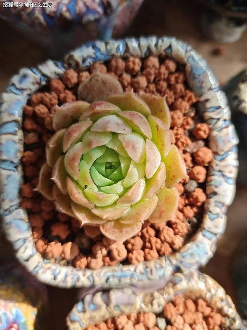 南北方养多肉,有哪些优点 各有好处,各有弊端,南方易黑腐