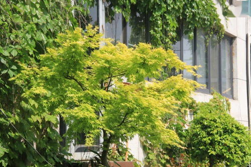 苗木补植的五个关键点