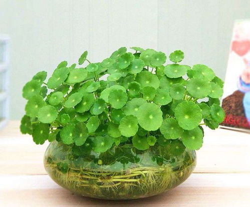 家中的盆景什么时候换盆最好,不同树种,选的季节是不一样的