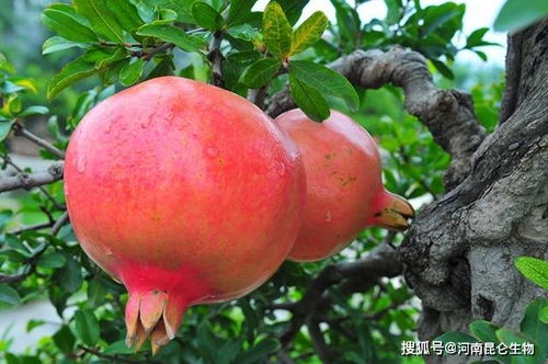 石榴怎么种植产量高 石榴果实膨大期怎么施肥好 石榴膨果坐果用什么肥料好