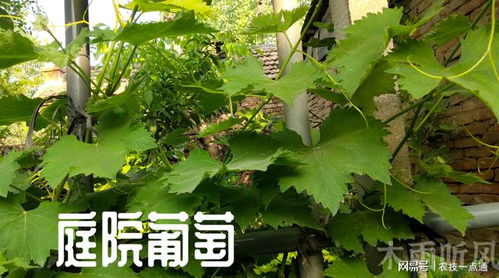 如何管理,院子里栽种的葡萄树,环境优雅结果还多