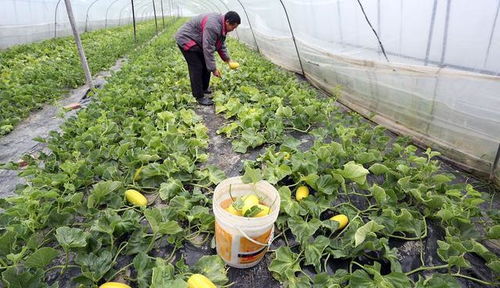 种菜怕土壤板结 怕缺少有机肥 教你几个方法,全都能解决