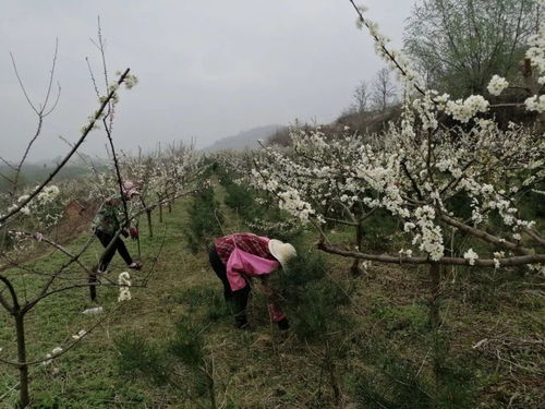 李子树不拉枝行不行