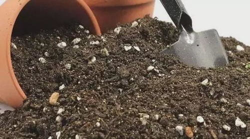 土壤板结 怎么办 学着这样换盆,疏松不板结,花草生长更旺盛