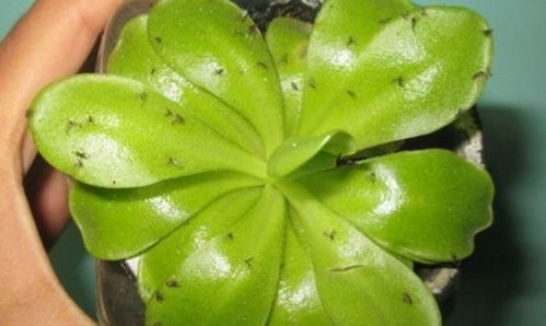 花盆里招小飞虫,自制6种 灭虫水 ,方法很简单