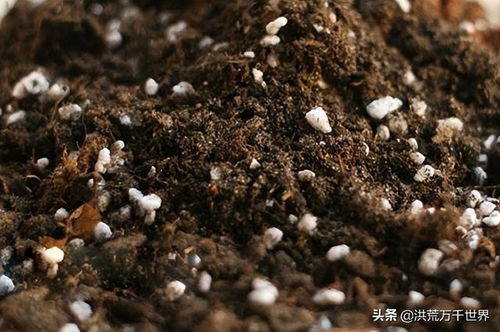 栽花时花盆底部垫什么比较好,栽花花盆底下需要