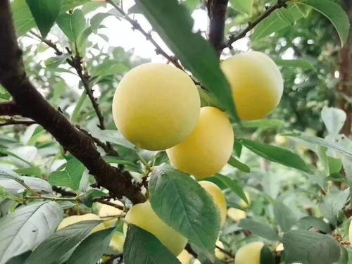 6月苏州西山农家乐采摘水果有哪些 总有一种您喜欢吧