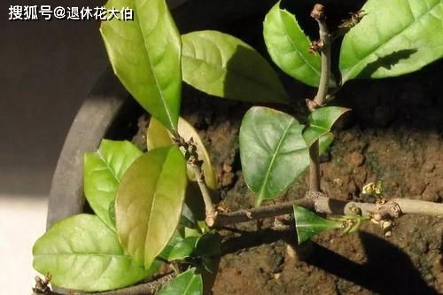 水是生命之源 浇花没注意 这些 问题就大了