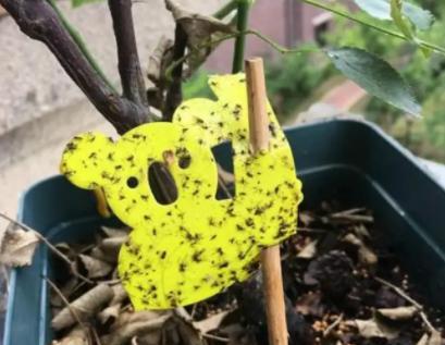 养花常见的5种 虫害 ,泛滥后要杀虫,没虫要预防,教你方法
