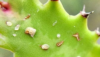 植物感染介壳虫可以用酒精 肥皂水就能清除,你还要买农药么