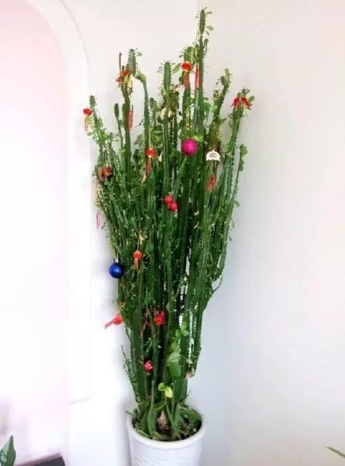 沙土种花好不好—一半沙一半土可以种花么