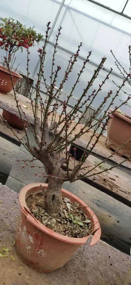 梅花应该用浅盆还是深盆,梅花用什么盆