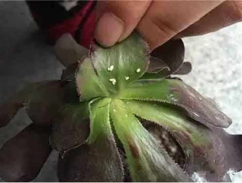 花盆里有虫子怎么办 别着急,一招就能让它们不复存在,简单实用