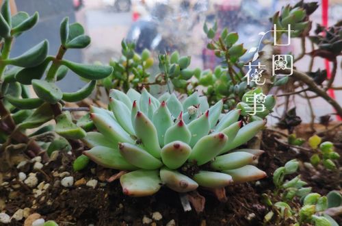 养多肉有禁忌,4种土不能用,6种水不能浇,不注意烂根活不长