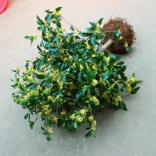 桂花盆景用什么样的盆好—盆栽桂花花盆选择