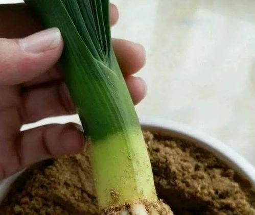 自制营养土最快的方法-一半沙一半土可以种多肉