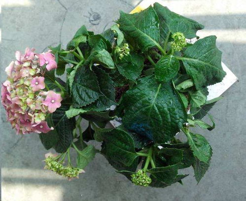 绣球护花盆土还是湿的,花却蔫了怎么办 一个动作解决