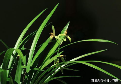 兰花的浇水技巧, 9个细节 浇出健康兰花,根系发达年年花满盆