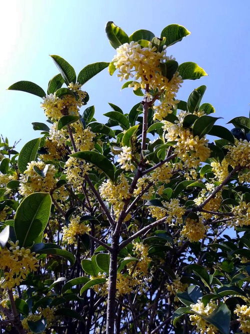 6月份移栽桂花树能活吗,桂花移栽后多久活过来