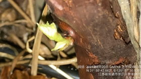 露天巨峰葡萄发芽了,开始把多余的枝条掰掉,每根老枝留一个新芽
