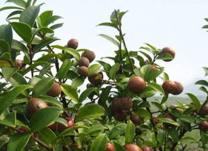 农民种植不能食用的果子致富,其实植株全身是宝,经济价值很高