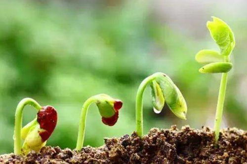 判断花土是酸性还是碱性,知道这四个细节,尤其第一点养花太好用