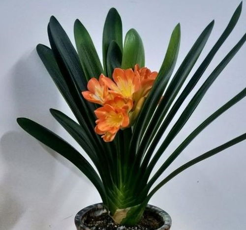 给君子兰换盆,注意 小细节 ,长势快 叶片多,开花大又美