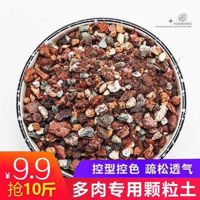 八戒爱上多肉生活馆
