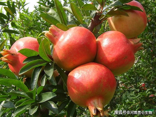 石榴增甜靓果用什么肥料好 石榴什么时间施肥合适 石榴还需要用哪些肥料