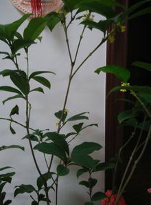 桂花用什么土养殖好