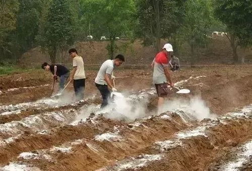 生石灰给土壤消毒方法