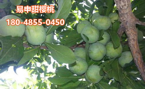 【汶川青脆李苗价格,汶川青脆李苗批发价格】- 黄页88网