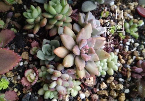 养多肉有禁忌,4种土不能用,6种水不能浇,不注意烂根活不长