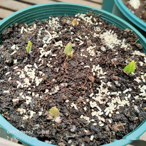 外面挖的土养花,总是把花养死,主要是3点没注意
