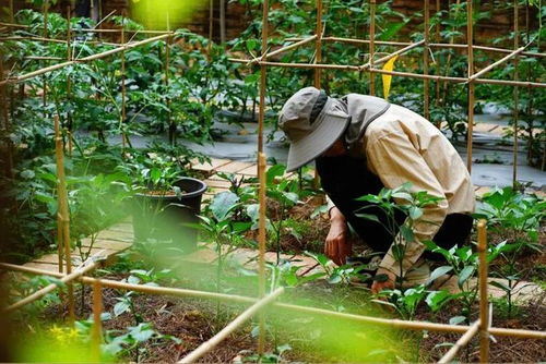 种植为 土 愁 善用泥炭土,3分钟搞定配制方法与使用秘籍