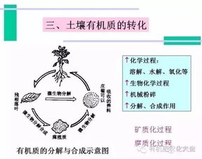 全面了解 土壤有机质