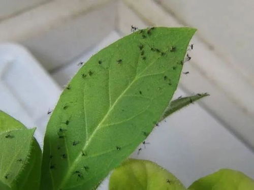 养花生虫子,屋里不敢喷药 教你3招 灭干净