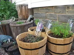 旧瓶子做成自动补水花盆 回收利用