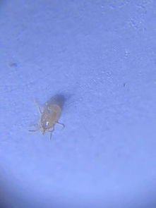 家里地上发现这种白色或者黄色小虫子