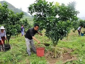 施肥6大误导 别被忽悠了