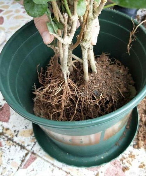 茉莉花换盆,3步缺一不可,不伤根恢复快,比 往年 开花多得多