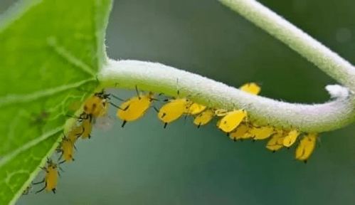白醋杀蚜虫的比例_小苏打去蚜虫最快方法