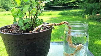 为什么你的植物总是烂根挂掉,浇水不对能养活植物才怪