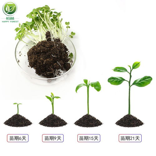 花土营养土大包养花土多肉土花卉肥料泥炭土种植土花泥绿萝多规格