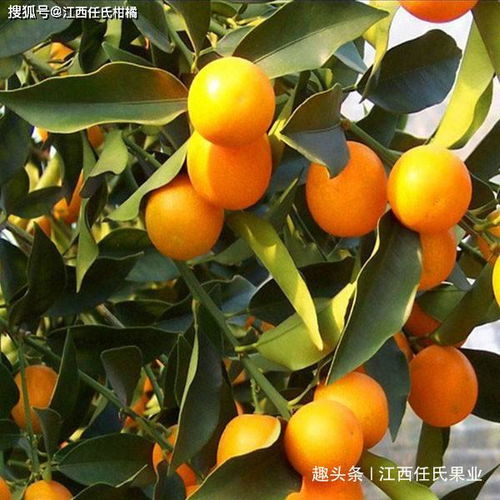 脆皮金桔树管理方法 脆皮金桔栽培技术须知