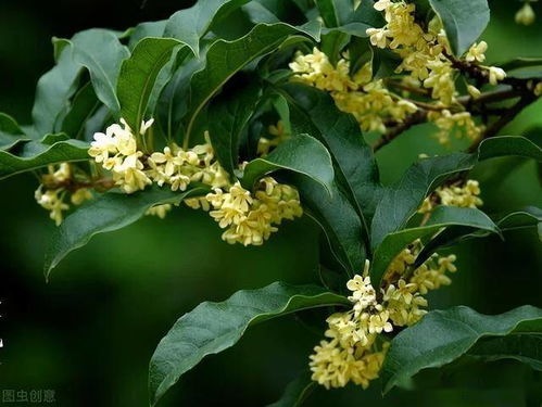 桂花门前栽,贵人立门内 这4个地方不宜栽桂花树,看完明白了