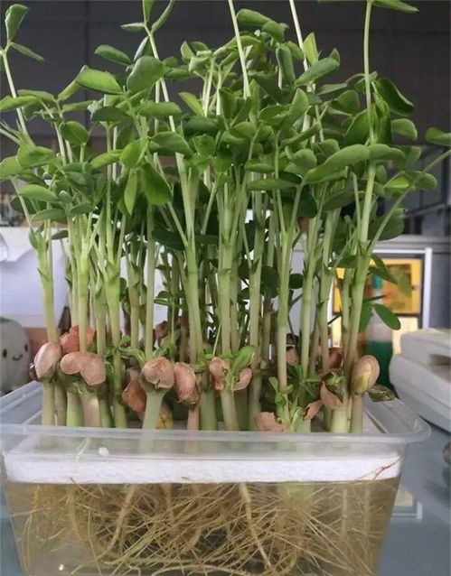 花盆里怎么种花生 10粒花生米,长成绿油油小盆景,秋天收获不错